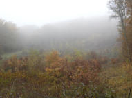 Forêt de Montargis