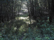 Forêt de Montargis