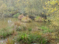 Etang de la Hutte Forêt de  Montargis