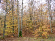 Près de la Pierre du Gros Vilain Forêt Montargis