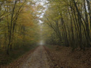 Forêt de Montargis