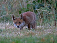 Renard Mr Michel Pêcher